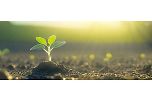 Young green plant emerging from rich, a Nature Photo by Igor Tichonow