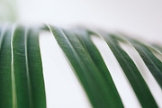 Palm Trees Photo Set, a Nature Photo by Nazar Hrabovyi (Thumbnail 1 of 5)