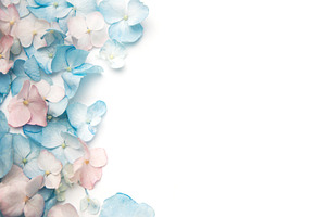 Pastel hydrangea petals border on white background, a Background Photo by Olena Rudo