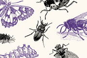 Insects - Vintage Illustrations, an Illustration by Graphic Goods (Thumbnail 2 of 10)