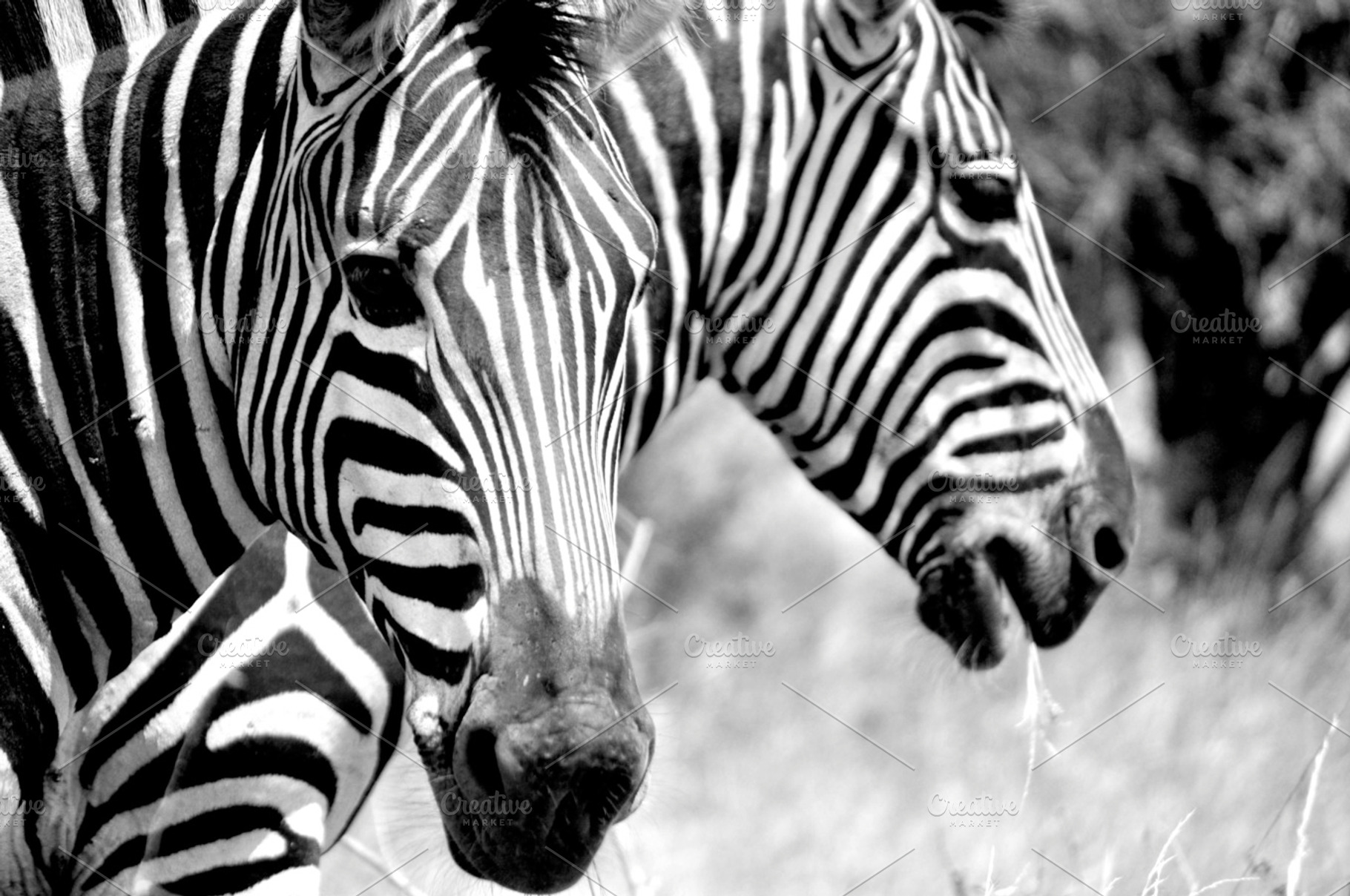 Zebras containing zebras, animals, and animals in wild, an Animal Photo by SCF