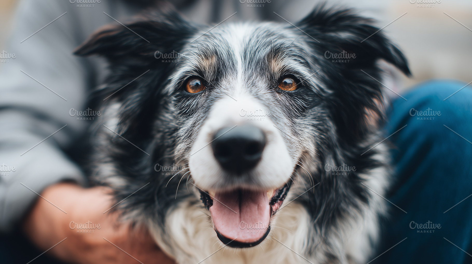 Close up portrait of a happy dog, an Animal Photo by MistyDay