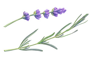 Lavender Pencil Illustration