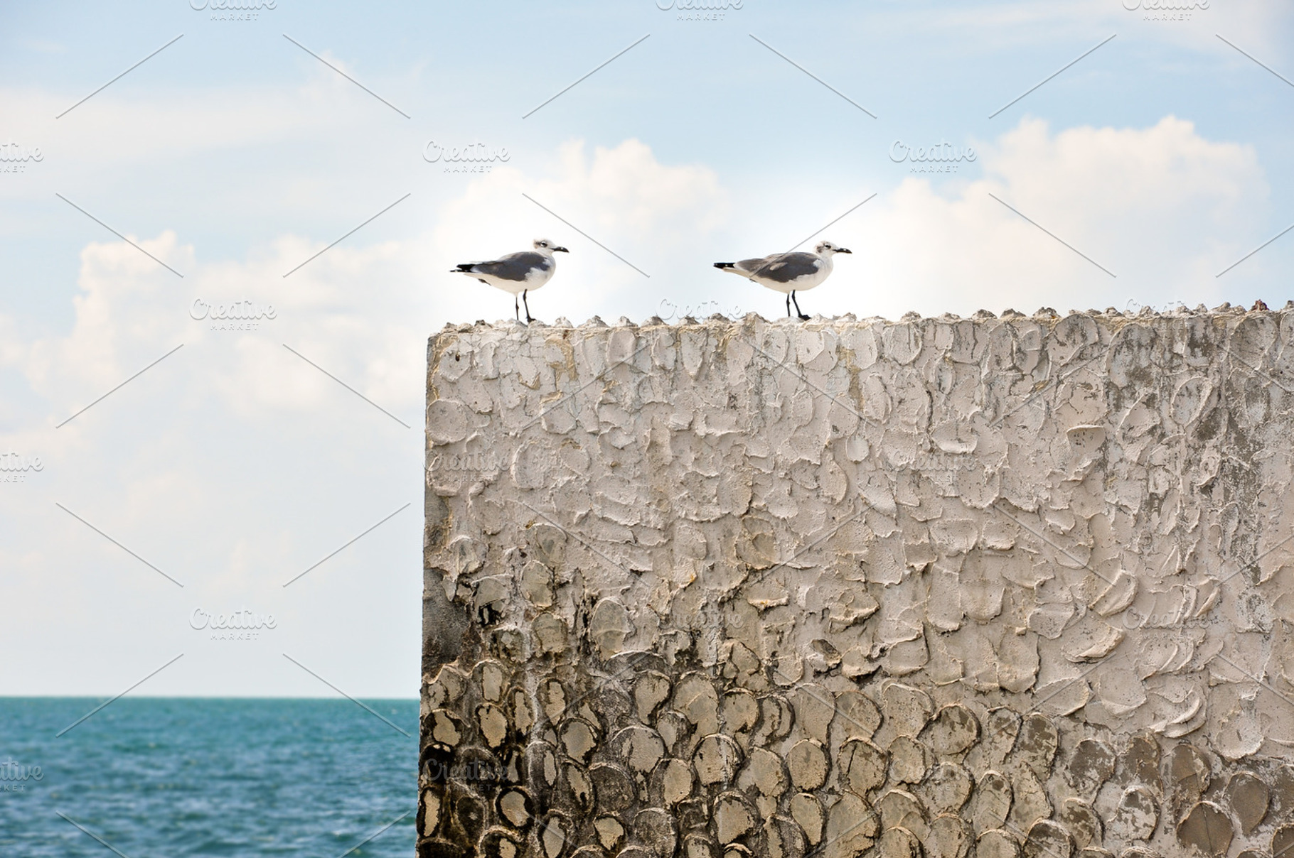 Summer Seagulls