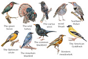 American Birds Watercolor Set, an Illustration by Malena (Thumbnail 2 of 4)