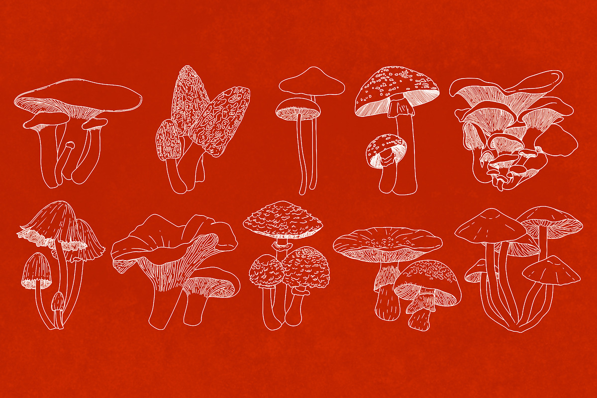 Procreate Wild Mushroom Stamps, a Brush Add-On by BrushBoy (Photo 6 of 7)