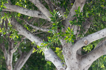 Tree, a Background Photo by Sova