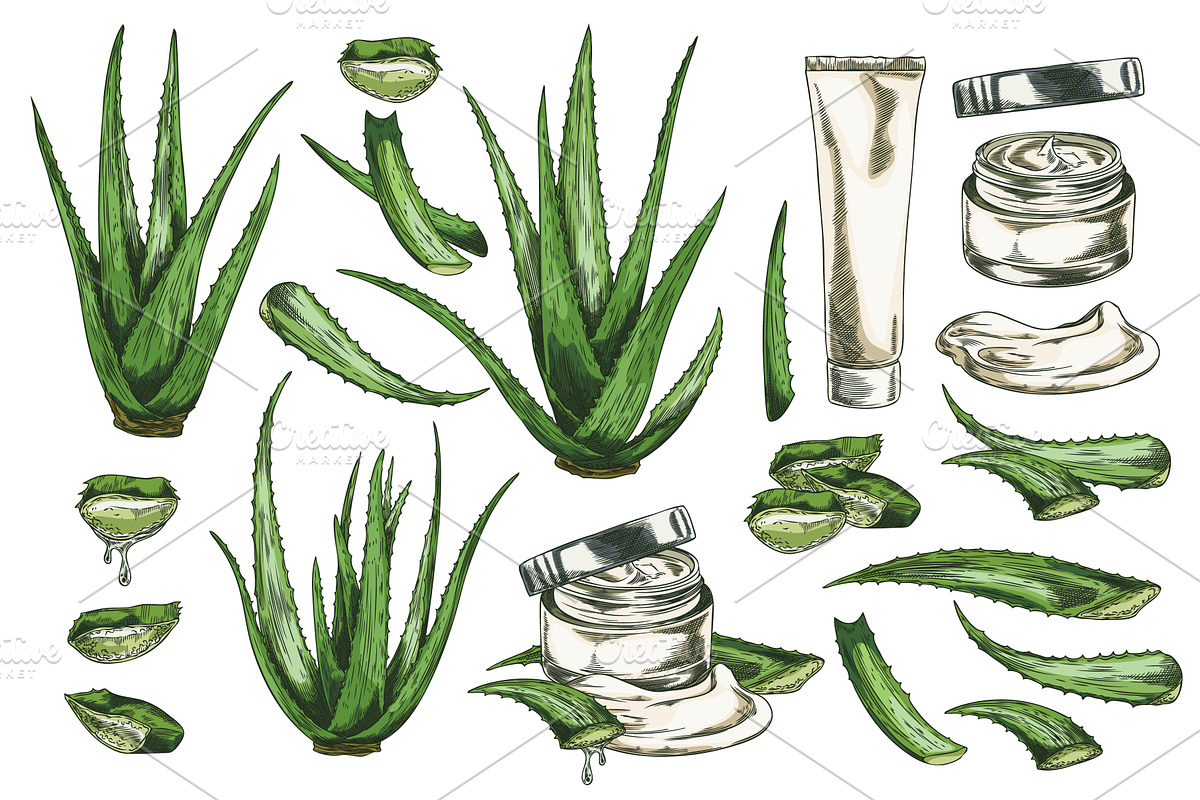 Aloe Vera plant and cosmetic product, an Object Illustration by Sabelskaya