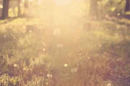 Nature background stock photo containing nature and sun, a Nature Photo by FOLK&SHOP