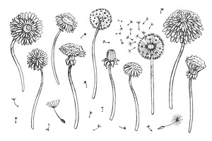 Dandelions: Set Patterns