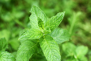 Green leaves of mint plant close-up