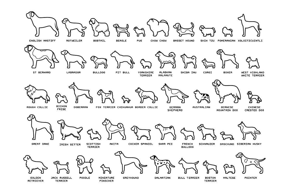 Dog Breeds Vector Pack, an Education Illustration by Andres M Rodriguez (Photo 2 of 3)