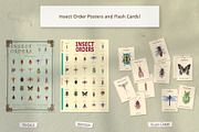 Hand Painted Insect Set, an Education Illustration by The Curio Cabinet (Thumbnail 6 of 7)