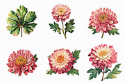 Watercolor chrysanthemum clipart, an Illustration by Libby Wishes (Thumbnail 2 of 5)
