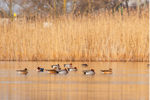 Flock of Eurasian Wigeon Ducks, an Animal Photo by Pakosta