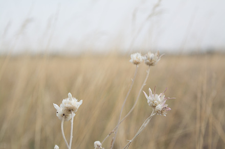 Daisies Chamomile Flowers preview 5