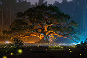 30 Magical Tree Forest Images, a Nature Photo by h.utomo (Thumbnail 22 of 30)