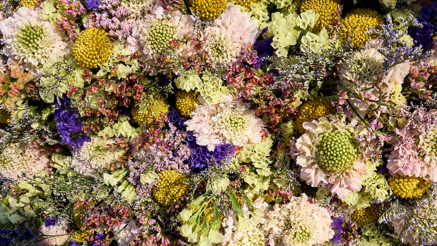 Wall of flowers in sunliught, a Background Photo by Photos from the Heart