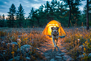 Camping Dog Forest Adventures, an Animal Illustration by StockVerse Creative (Thumbnail 4 of 4)