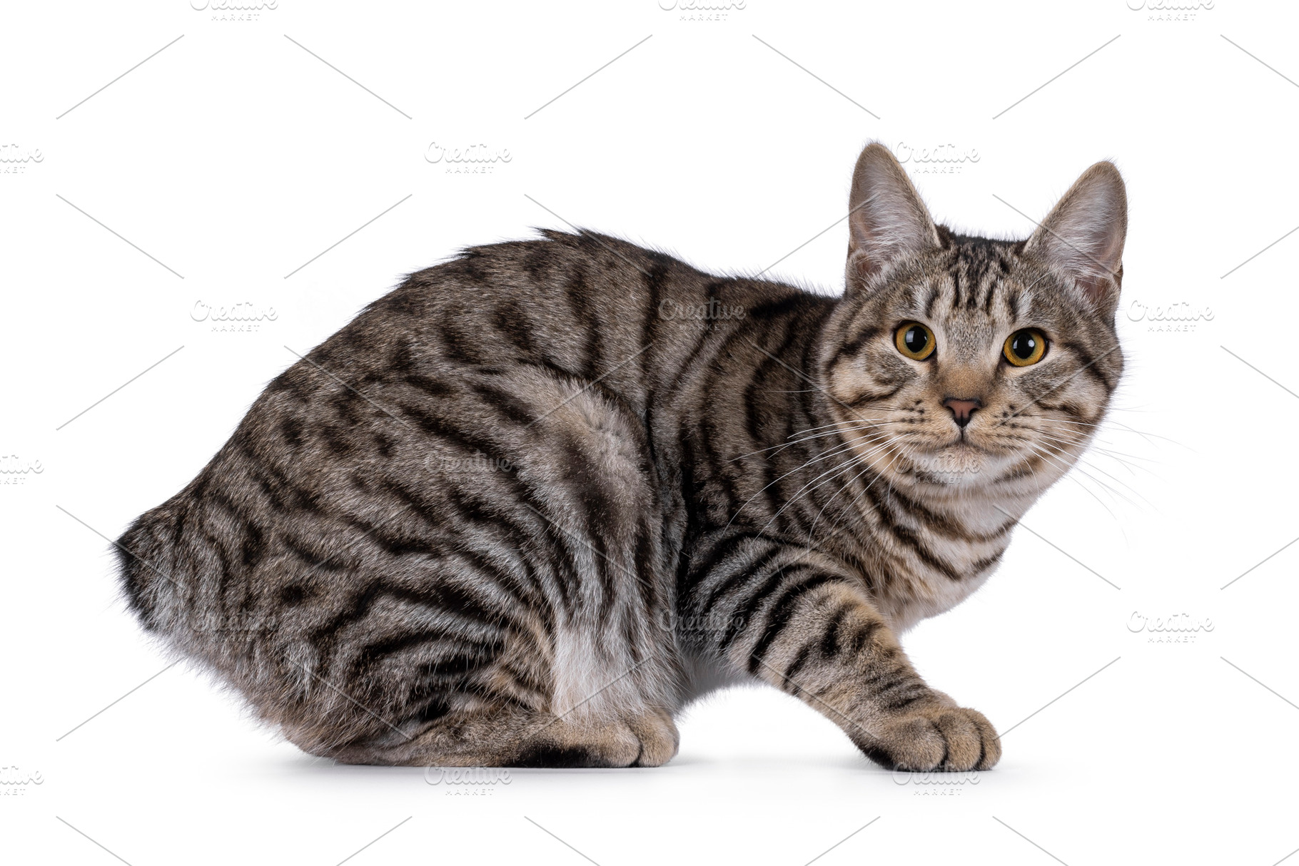 Kurilian Bobtail cat on white, an Animal Photo by Cat'chy Images by Nynke