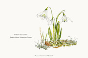 Snowdrop Watercolor Clipart Set, a Decorative Illustration by MariaScaroniAtelier (Thumbnail 5 of 7)