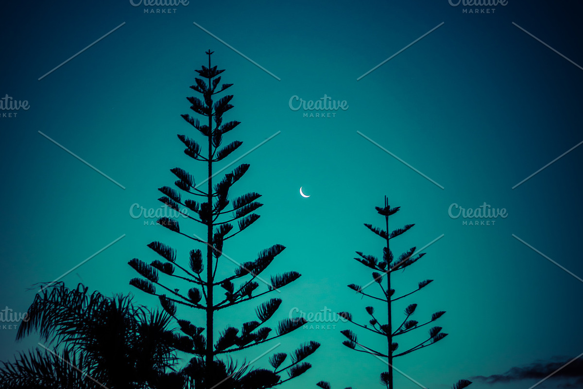 Fern & Moon, New Zealand preview 7