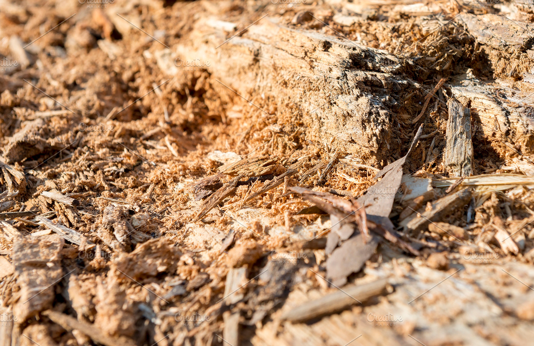 Termite Wood, a Nature Photo by THP Creative