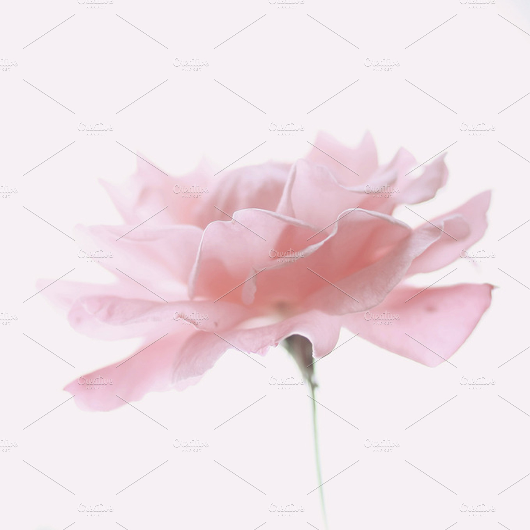 Pink emotions stock photo containing square format and bokeh, a Nature Photo by Maria Dattola Photography