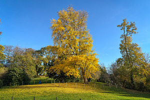 Bright Ginkgo biloba tree on autumn hill in Paris, France, a Nature Photo by GoodGoods