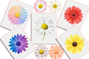 Daisy Flower Watercolor Clipart, an Illustration by Creative Art (Thumbnail 2 of 7)