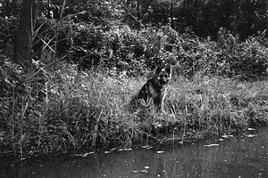 German Shepherd dog sitting in a meadow by a pond, a Photo by WorldOfPhotos