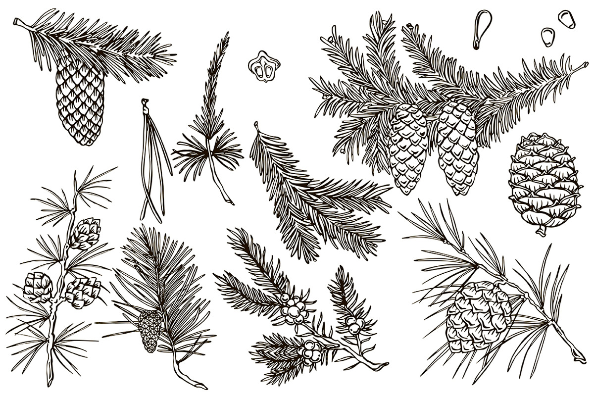 Vector fir branches, an Illustration by risovanya (Photo 2 of 4)