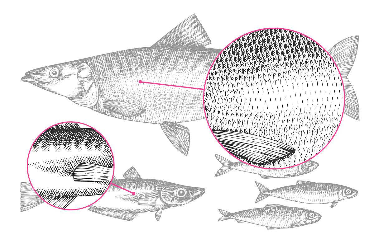 Fish#2 Vector Collection, a Food Illustration by Lubov Illustrations Shop (Photo 8 of 12)