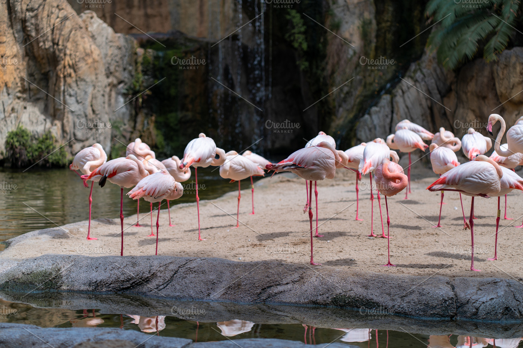 Flamingos resting peacefully by water edge at zoo, a Photo by andreonegin market