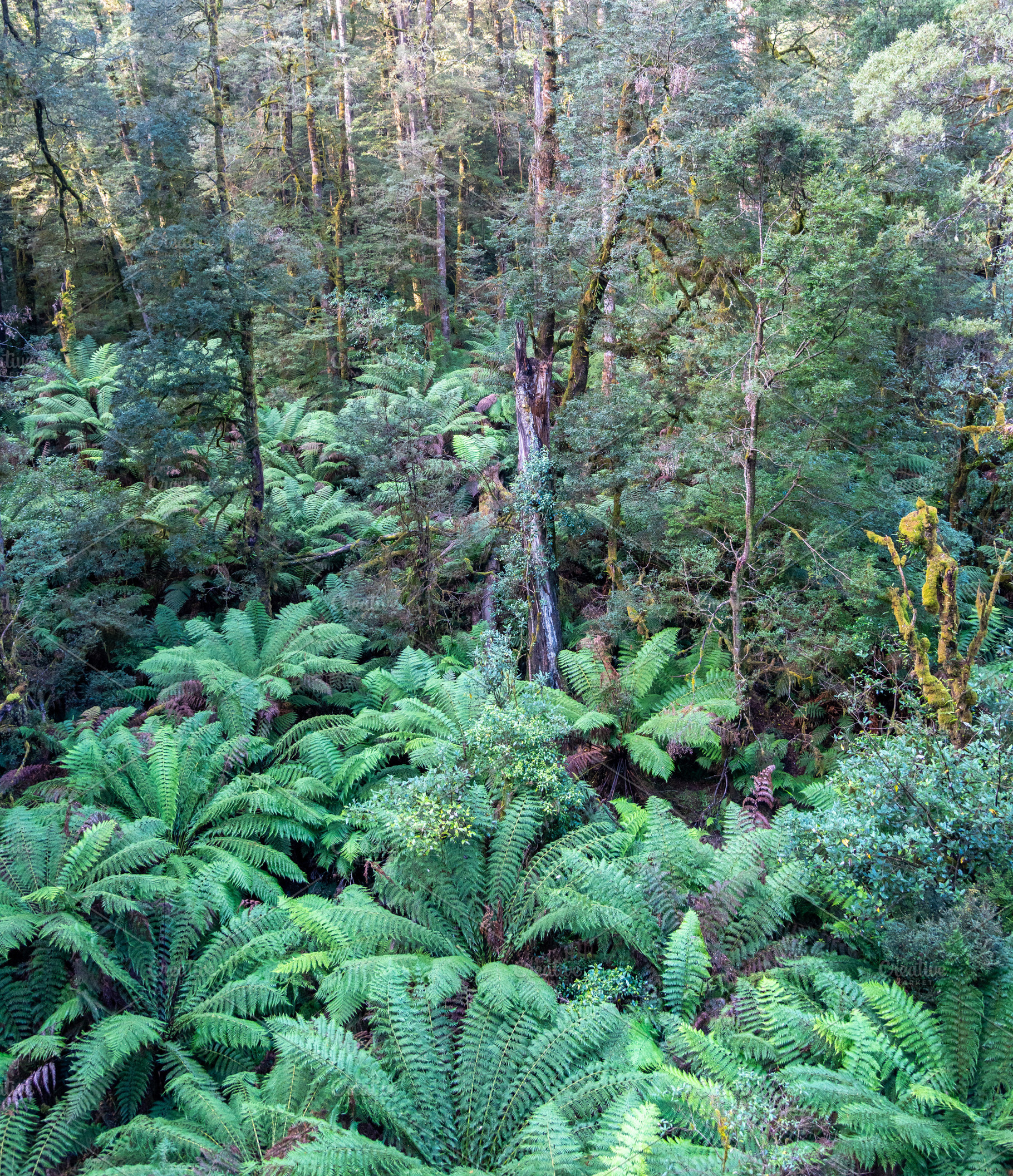 Lush ferns and eucalyptus trees in Great Otway National Park, Vi, a Nature Photo by GoodGoods