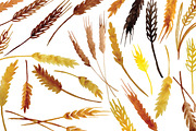Spikelets, vector, an Illustration by risovanya (Thumbnail 2 of 2)
