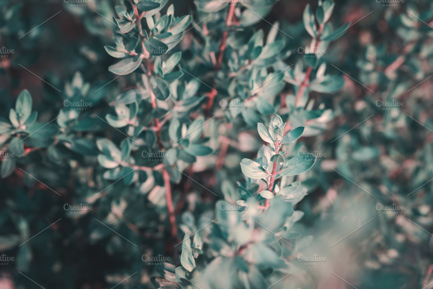 Greenery stock photo containing trendy and decorative, a Nature Photo by Olezzo