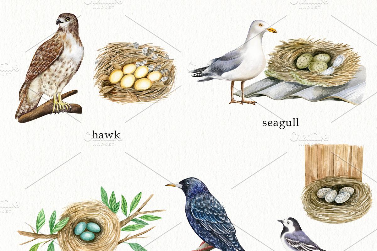 Watercolor Birds and their Nests PNG, an Illustration by svetodesign (Photo 2 of 4)