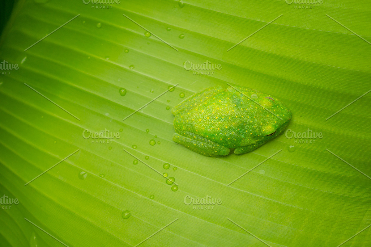 Green centrolenidae, glass frog resting on a leaf in the Amazon, an Animal Photo by GoodGoods (Photo 2 of 2)