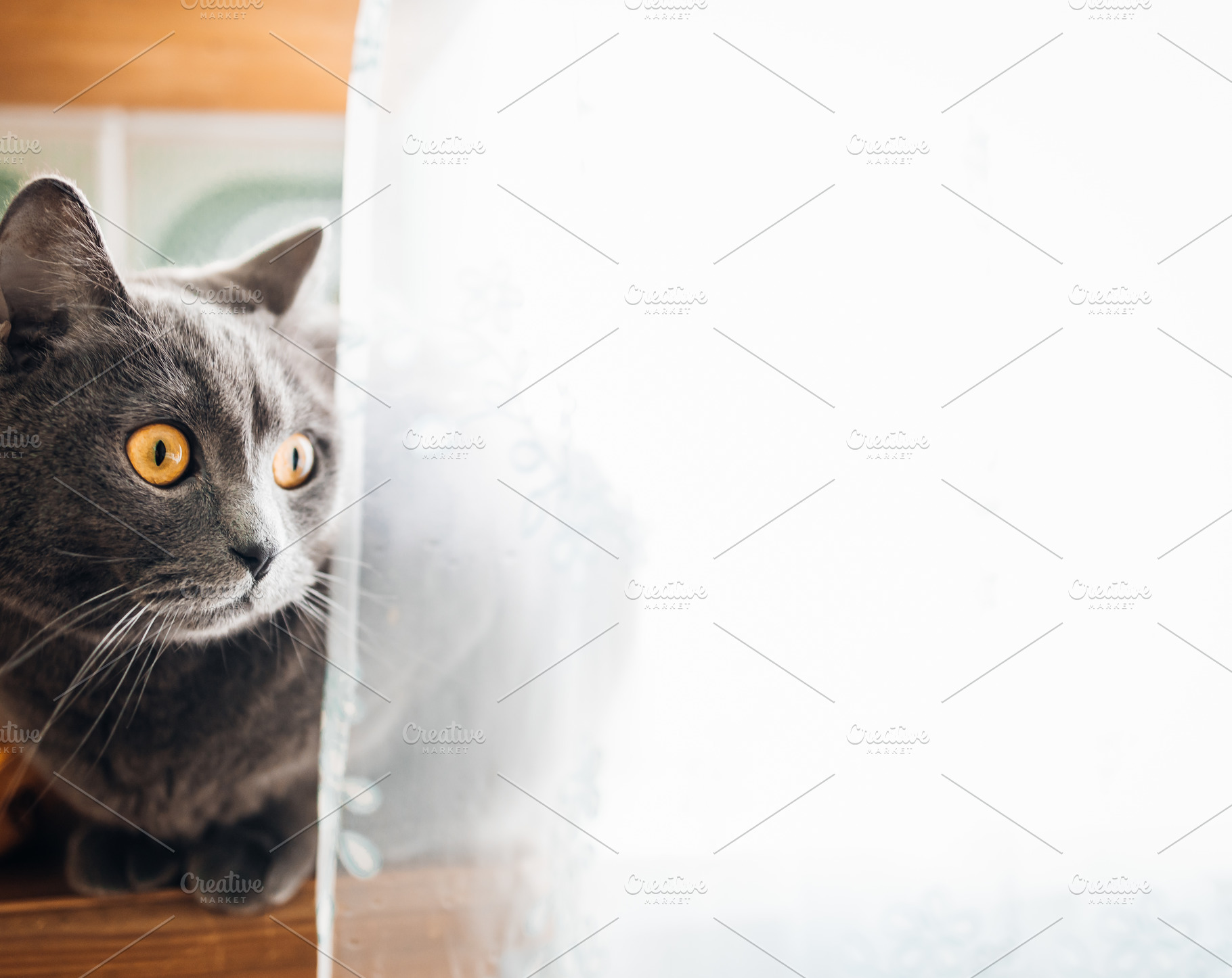 portrait of a British gray cat on a white background, close-up,, an Animal Photo by TanaCh