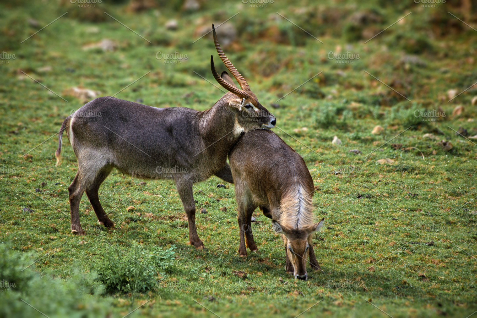 Pair of Waterbuck Antelopes in a Gre, an Animal Photo by Perpis