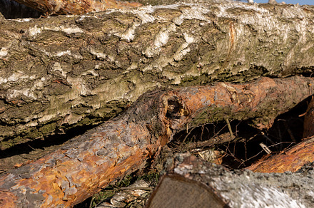 a pile of sawn wood after deforestation, harvesting of wood, a Photo by MyPhotos