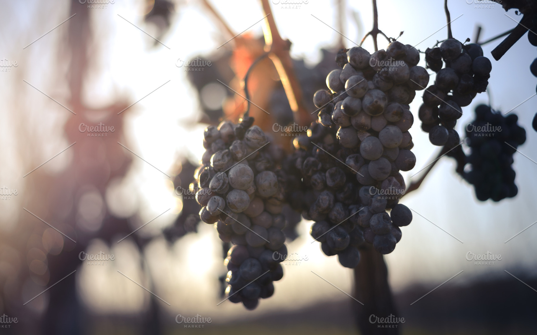 Blue vine grapes in the vineyard. Grapes for making ice wine in the harvesting., a Food & Drink Photo by Mark Borbely