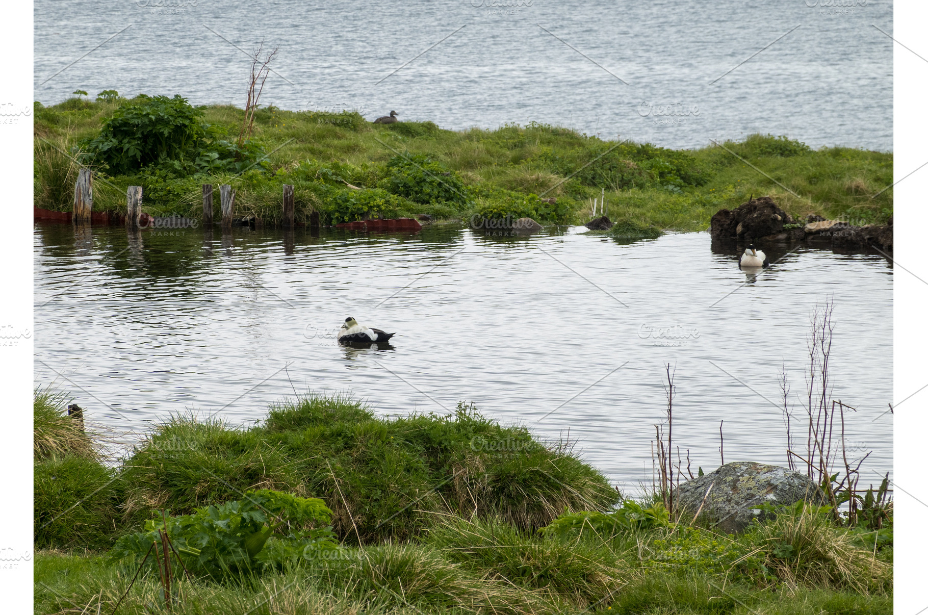 Eider ducks in pond at Skalanes, a Nature Photo by Backyard Stock