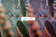 Deep Coral 4 Lightroom Preset Bundle, a Preset Add-On by SHOOM HOUSE (Thumbnail 8 of 9)