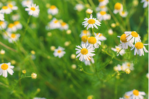 Daisies bloom in the garden, a Nature Photo by yanadjana