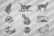 Cats Vector Set, an Illustration by Retro Machine (Thumbnail 4 of 21)