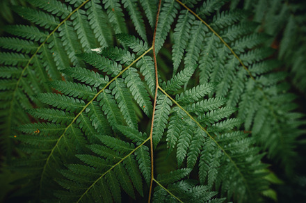 Dark green fern leaves in nature, a Nature Photo by Art Rachen