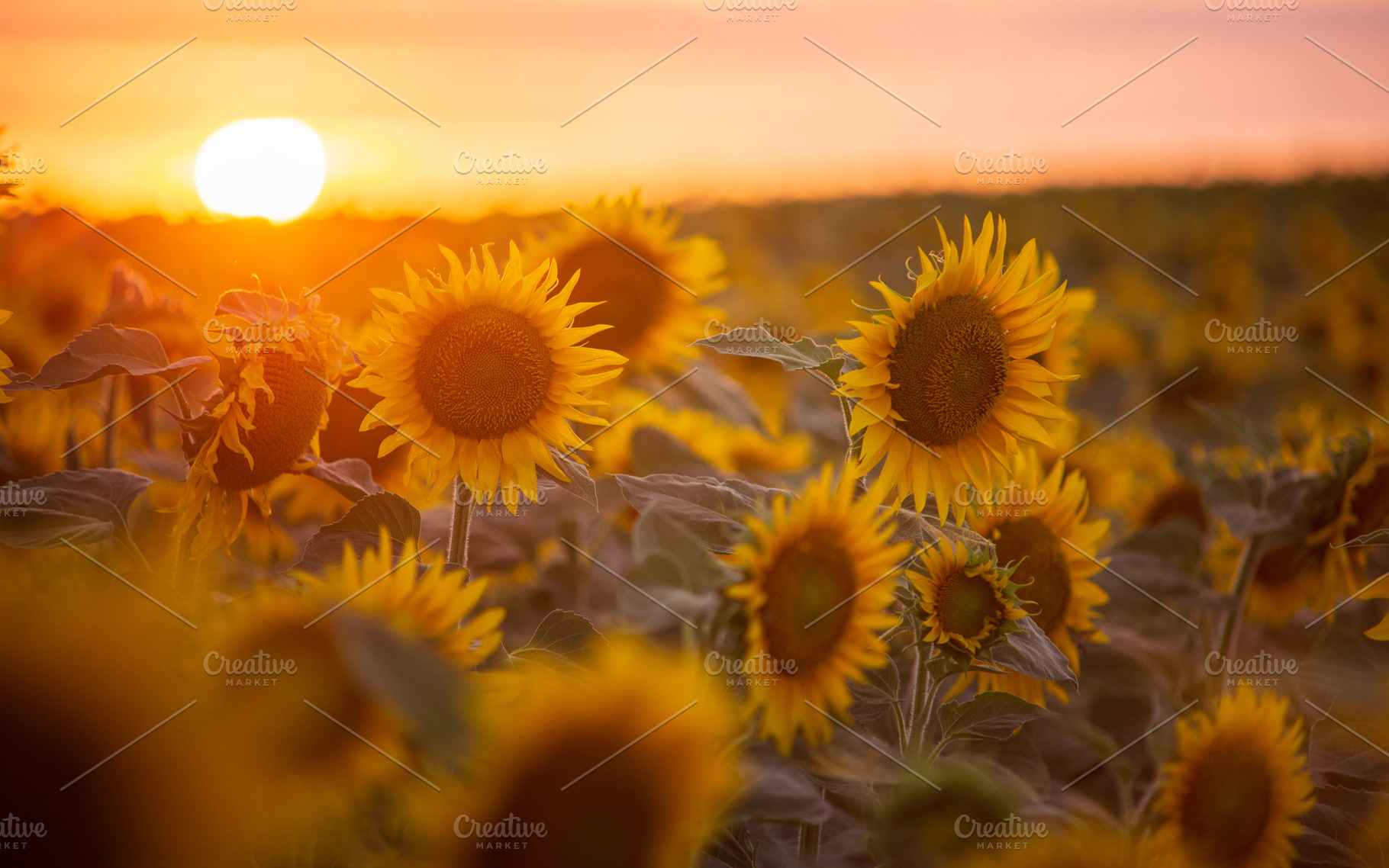 Sunflower field with the Sun, sunset, a Nature Photo by Mark Borbely