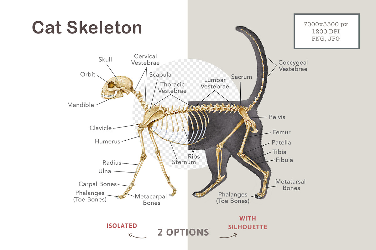 Animal Anatomy Study Pack, an Education Illustration by AnitaPol (Photo 16 of 20)